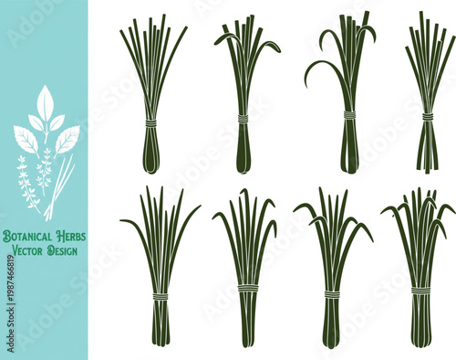 Vector set of lemongrass stalks for cooking. Silhouette set of lemon grass bundles for flavoring. Botanical herbs illustration design, tropical culinary plant twigs.