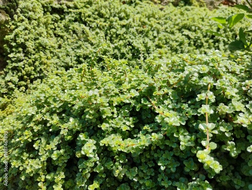 Textura de Planta (Soleirolia Soleirolii) 01