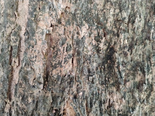 Textura de Tronco de jambeiro 01