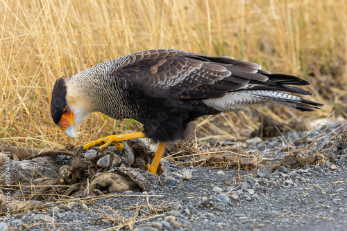 Crested caracara red 