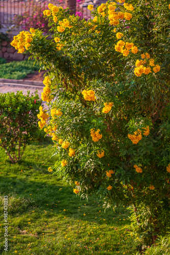 Blooming yellow Tecoma stans flowers in a lush tropical garden during golden hour.
