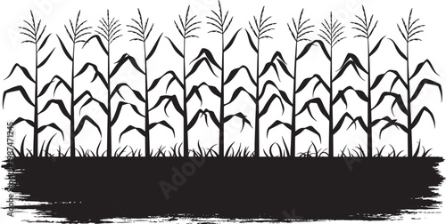 Silhouette of corn stalks with tassels against a white background, grunge border