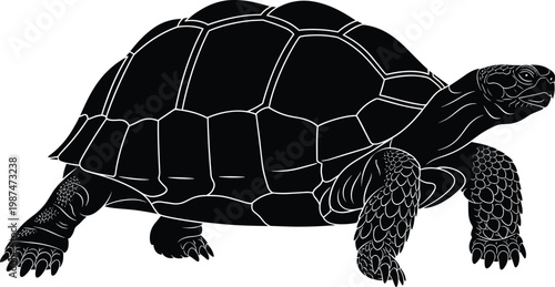 A striking black and white illustration depicts a side view of a tortoise emphasizing its textured shell and sturdy legs