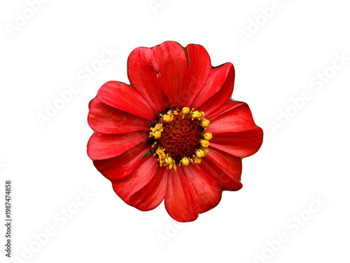 red flower isolated on white