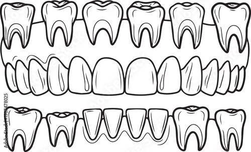 Detailed illustration of human teeth arrangement upper and lower arches