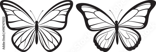 Outline illustration of two butterflies with white background line art graphic resource black and white butterfly illustration symmetry isolated entomology creature lepidoptera decoration
