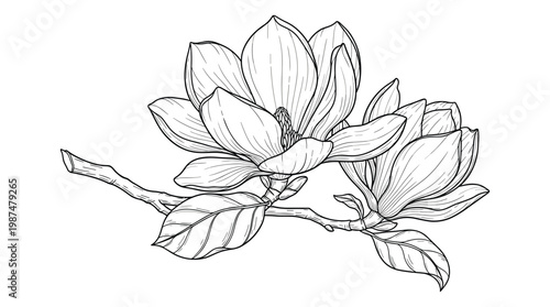 Beautiful magnolia flowers branch detailed hand drawn line art vector illustration.