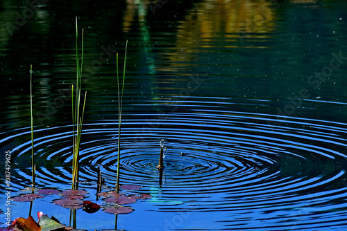 Constant Dribble of water from fountain sends out concentric ripples