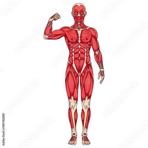 Full Body Human Muscular System Flexed Arm Anatomical Vector Illustration