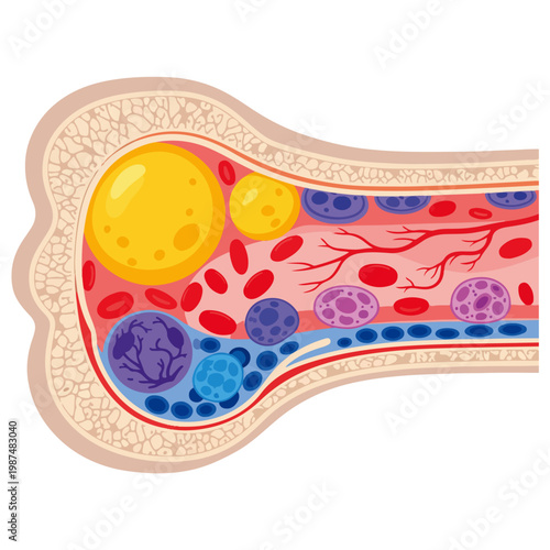 human bone marrow blood vessel cross section anatomical vector illustration