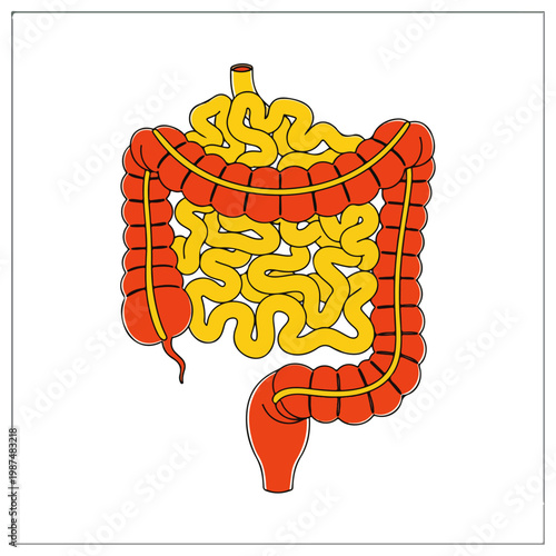 Human Large And Small Intestine Anatomical Flat Vector Illustration