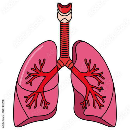Human Lungs Respiratory System Cartoon Vector Illustration