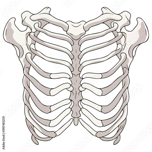 human rib cage anatomical flat vector illustration