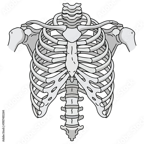 human rib cage skeleton anatomical flat vector illustration