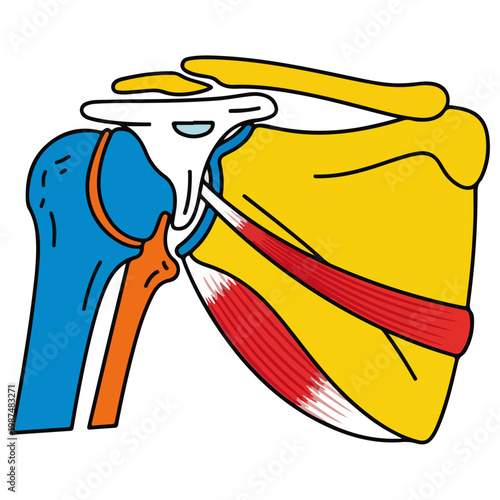 human shoulder joint anatomy flat vector medical illustration