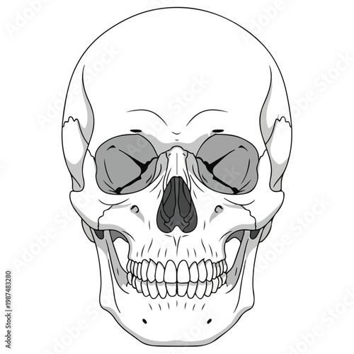 Human Skull Anatomical Flat Line Art Vector Illustration