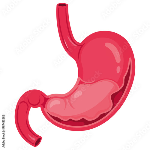 human stomach anatomical flat vector medical illustration