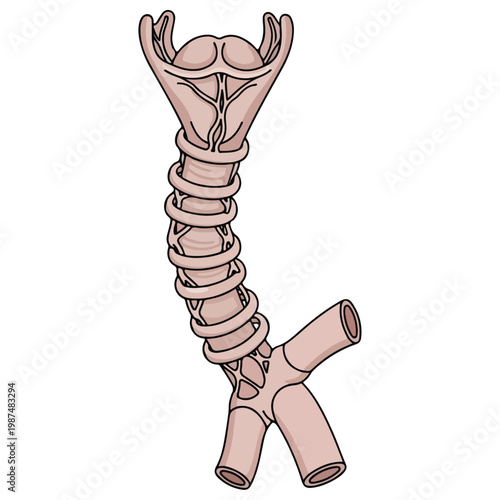 human trachea respiratory tract anatomical line vector illustration
