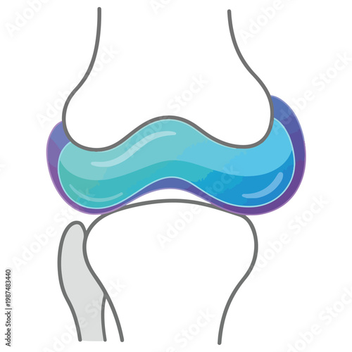 knee meniscus cartilage flat cartoon medical vector illustration