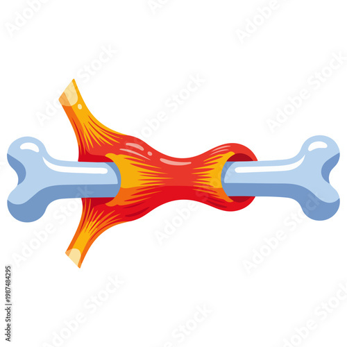 skeletal muscle and bone joint anatomy flat vector illustration