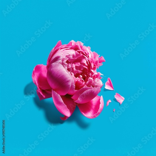 Broken pink peony on blue background, minimal floral still life, vibrant contrast, delicate petals, modern aesthetic and concept of fragility and imperfection.