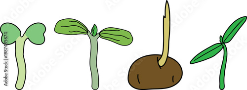 Germination process set: young sprouts and sprouting potato tuber