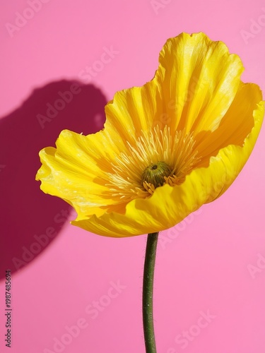 Bright yellow flower on pink background with bold shadow, minimal floral composition, vibrant colors, modern aesthetic and cheerful spring or summer concept.