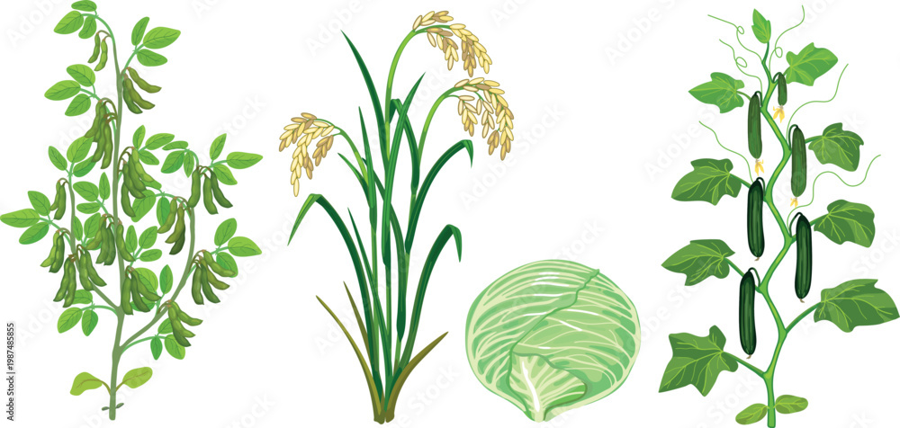 Obraz premium Agricultural crops set: soybean bush, rice plant, cabbage head and cucumber vine
