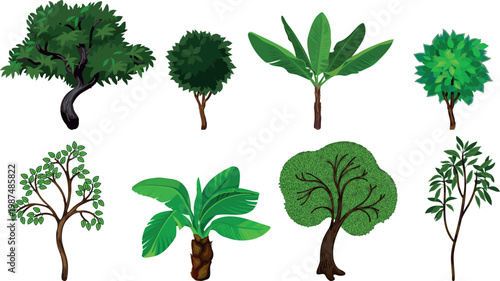 Trees and tropical plants set: banana palm, fruit trees