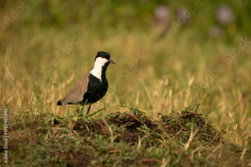 Konstfotografi Spur-winged lapwing standing on grassy ground in natural habitat in Uganda