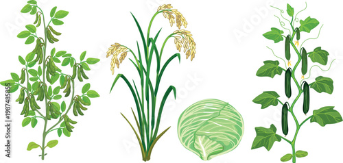  Agricultural crops set: soybean bush, rice plant, cabbage head and cucumber vine