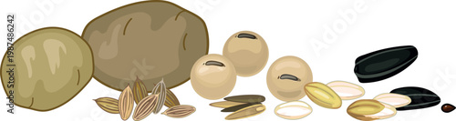 Agricultural seeds and tubers set: potato, soybean, sunflower seeds