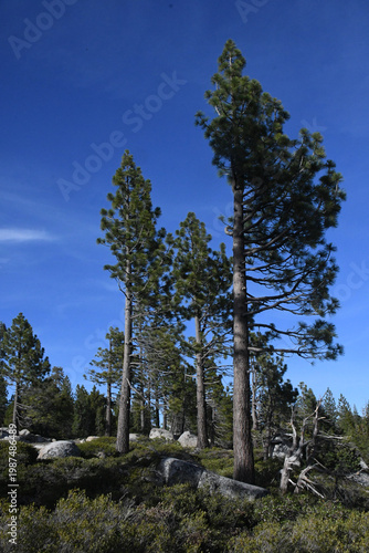 Cuadro en lienzo Less growth on upwind side of conifers give clues to prevailing wind direction,