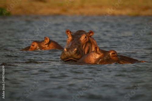 Common hippopotamus pod submerged in water in Uganda. Group of wild hippos, Hippopotamus amphibius, in Kazinga Channel during golden hour. African wildlife safari in Queen Elizabeth National Park.