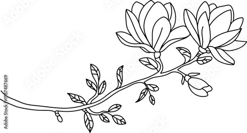 elegant minimalist line art of blooming magnolia branch on white background