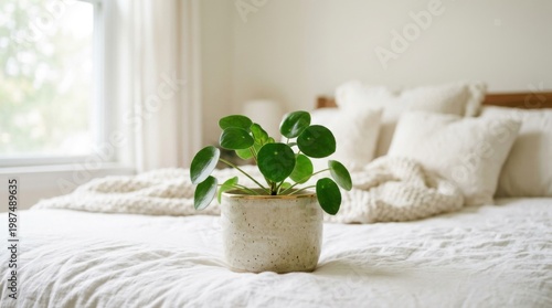 Minimalist Home Decor with Potted Houseplant on Soft White Bed