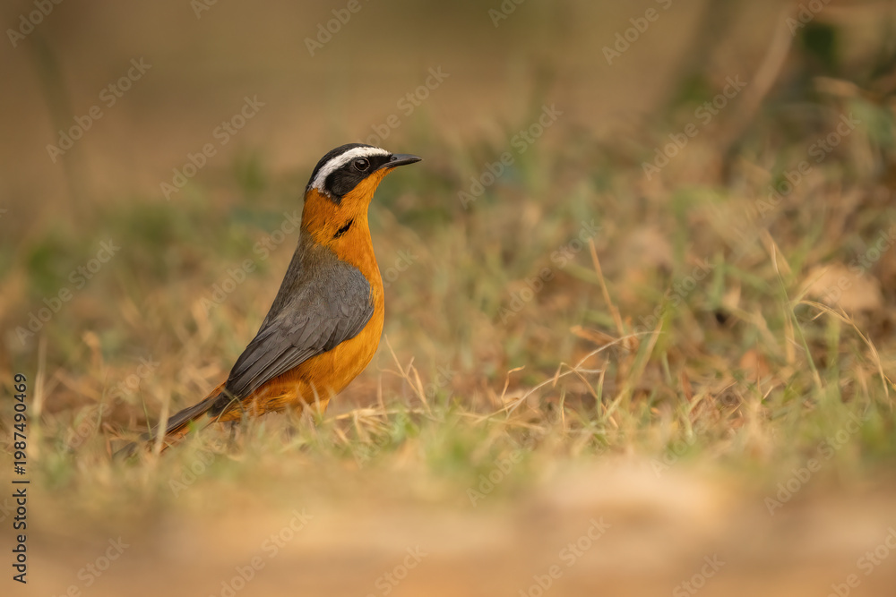 Fototapeta premium White-browed robin-chat perched on the ground in the wild, Uganda, wildlife photography