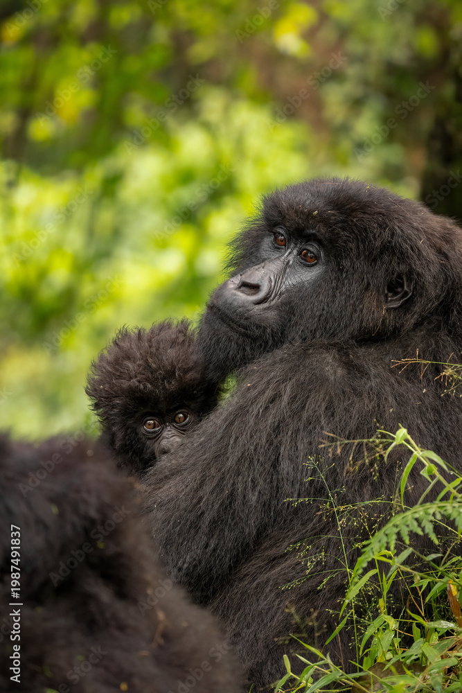 Obraz premium Mountain gorilla mother tenderly cradling her curious baby in lush green Ugandan jungle. Endangered African wildlife.