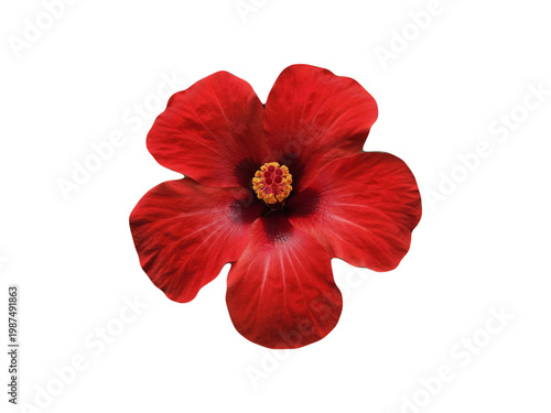 red poppy isolated on white