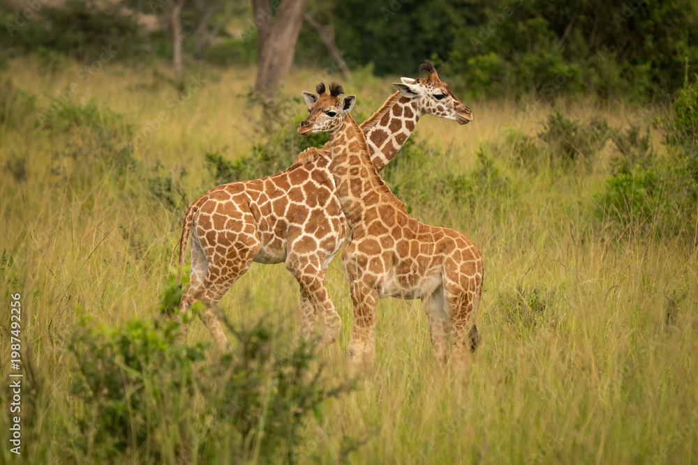 Obraz premium Two young Rothschild's giraffes standing in tall grass, Murchison Falls National Park, Uganda. Endangered wild giraffe calves in African savannah.
