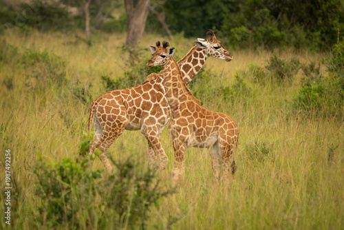 Photography Two young Rothschild's giraffes standing in tall grass, Murchison Falls National Park, Uganda