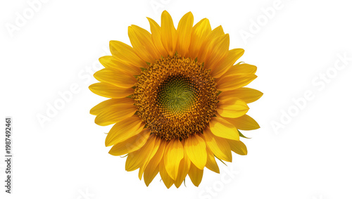 Bright yellow sunflower head with brown center, isolated on transparent background