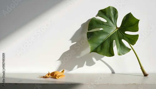 Fresh monstera leaf and dried leaves on concrete with shadows