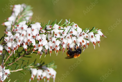 White flowers of Winter heath (Erica carnea) and female Tawny Mining Bee (Andrena fulva).. Dutch garden, Spring, April, Netherlands