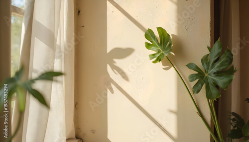 Monstera leaves in sunlight by a window with sheer curtains