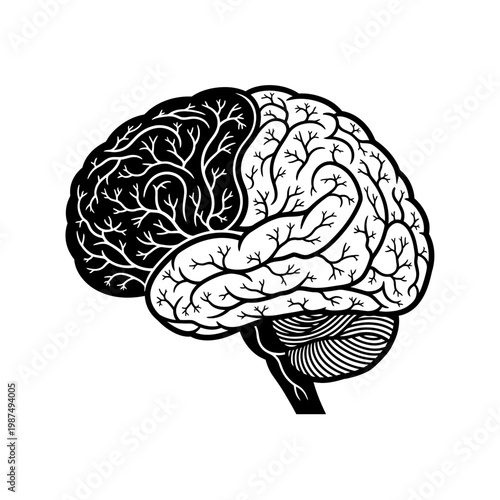 Detailed illustration of a human brain with contrasting hemispheres