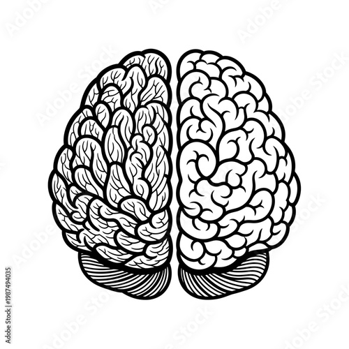 Detailed illustration of a human brain with intricate swirling patterns