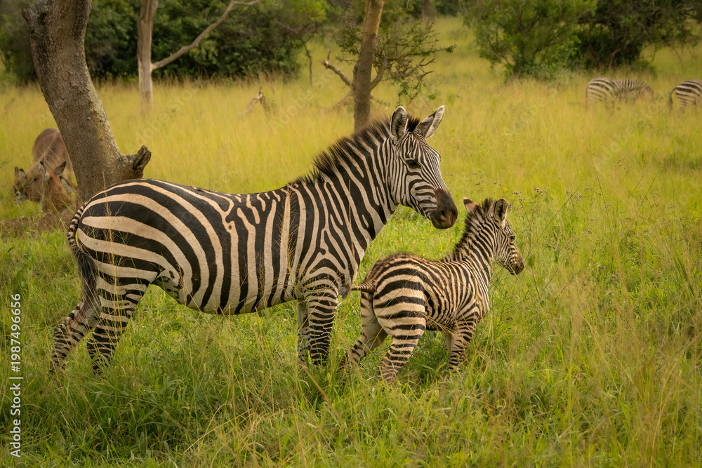 Fototapeta premium Mother zebra and her foal standing together in the wild savanna grass of Lake Mburo National Park, Uganda, wildlife photography