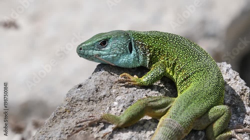 European green lizard male sunbathing in the morning (Lacerta viridis)