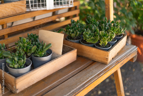 Bild auf Leinwand Assorted Green Succulents Displayed on Rustic Wooden Shelf